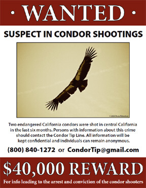 Tracking the Condor Shooter – National Public Radio